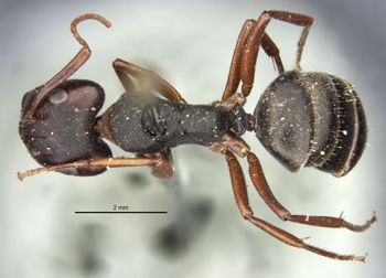 Media type: image;   Entomology 21610 Aspect: habitus dorsal view